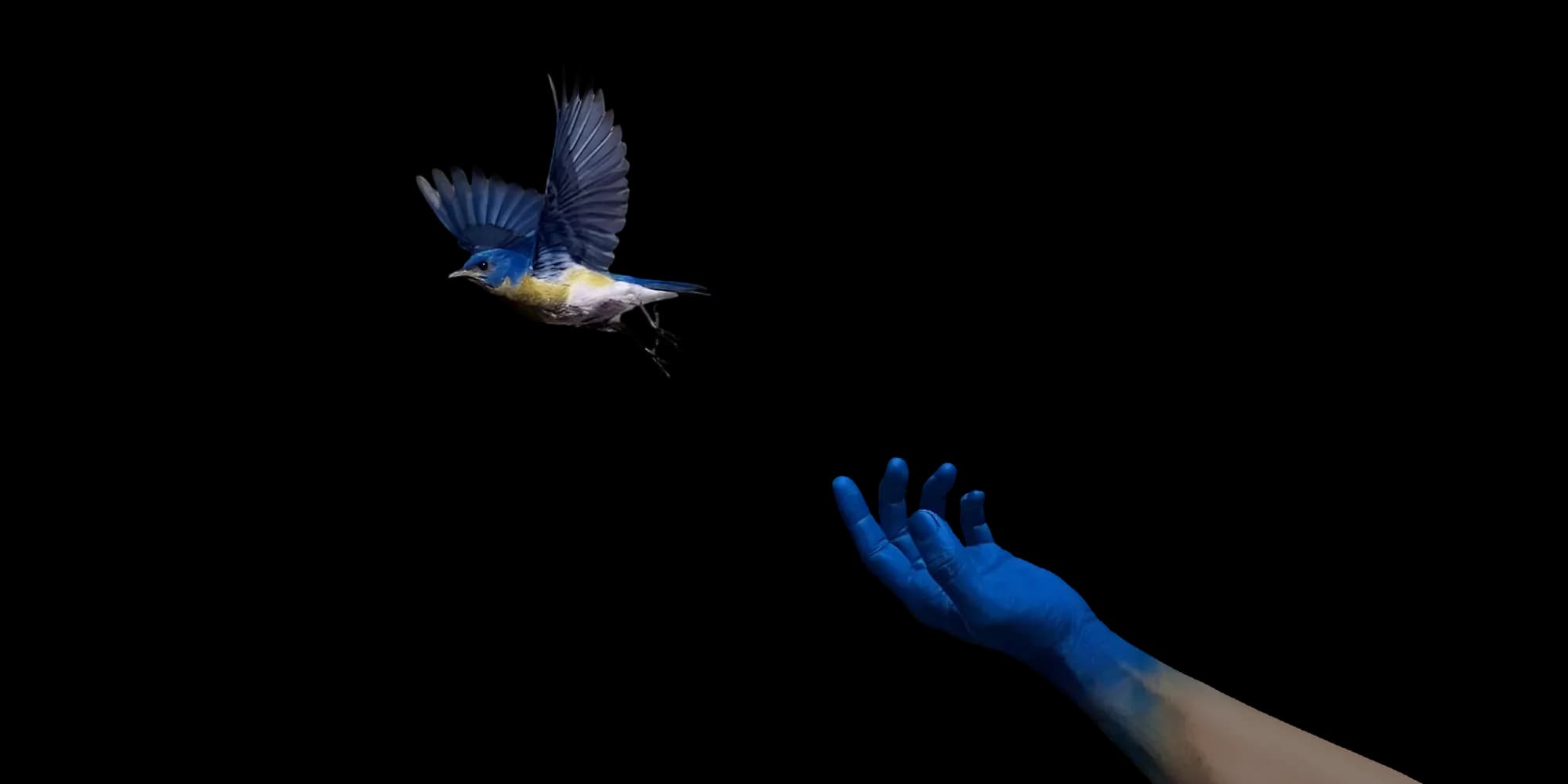 bird in hand image