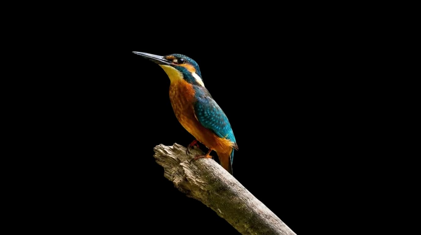 kingfisher divider