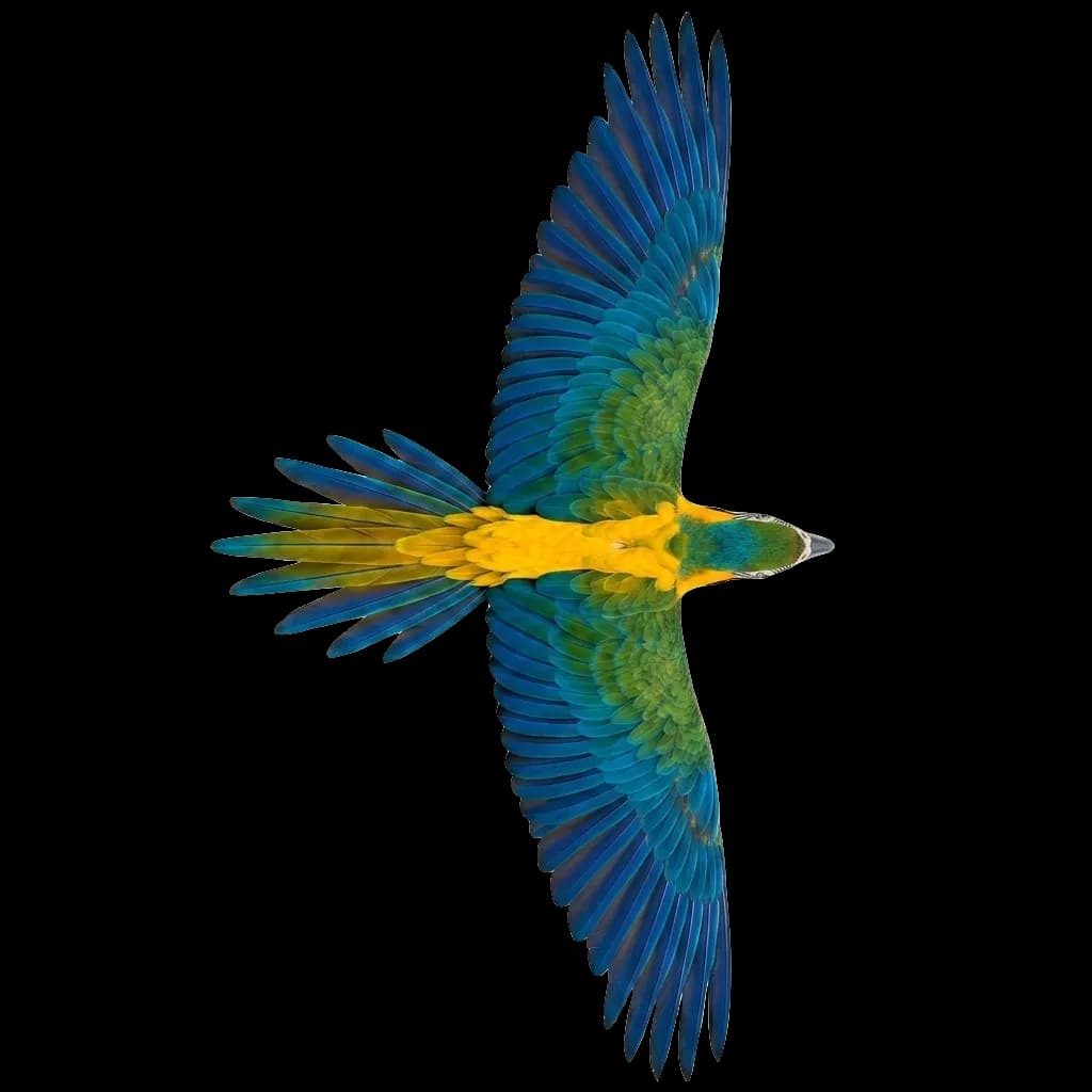 bird flying