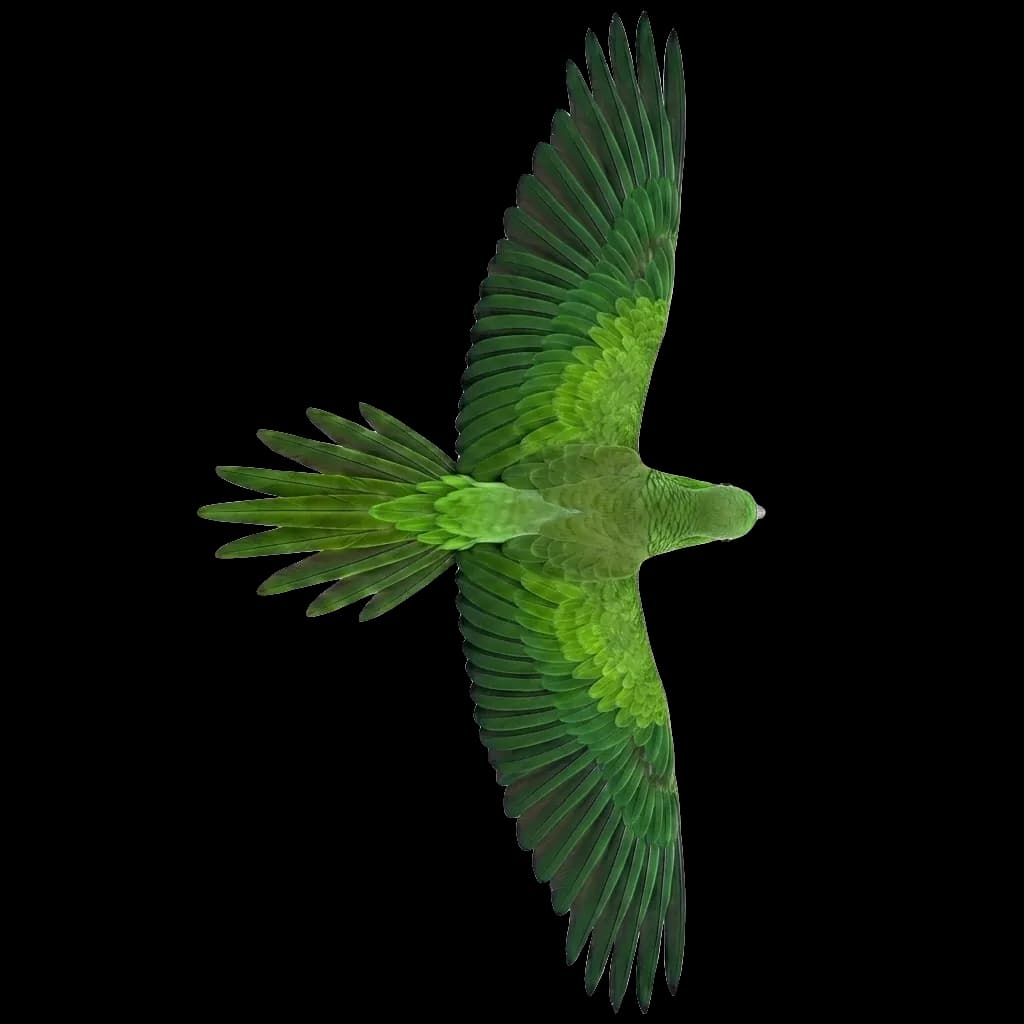 bird flying