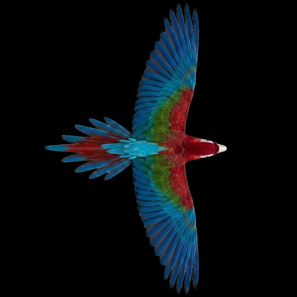 bird flying