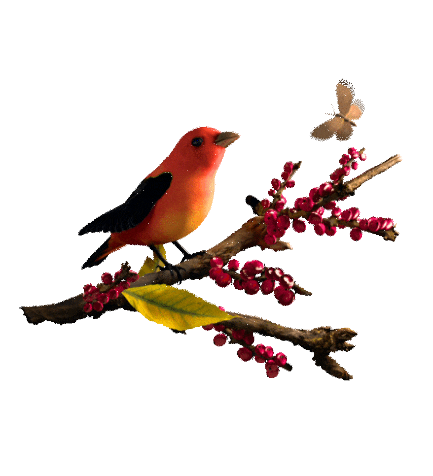 Nepal Has Over 890 Bird Species Animation