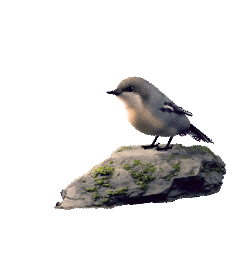 Extreme Altitude = Unique Birds Animation
