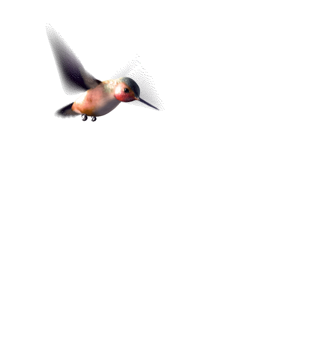 Nepal Has Many Endangered Birds Animation