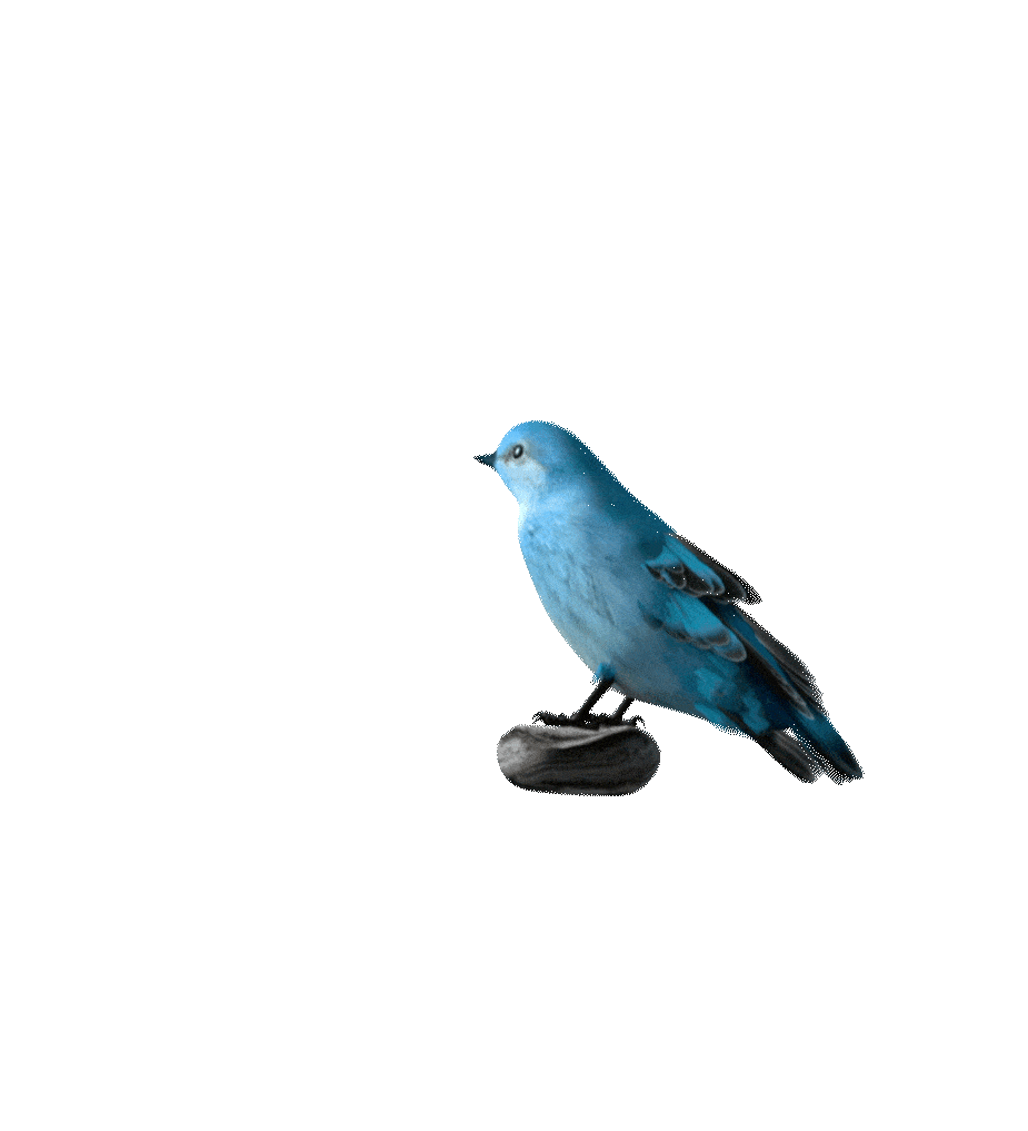 Nepal Is a Birdwatcher’s Paradise Animation