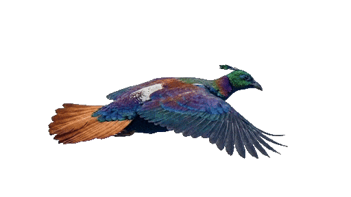 Bird flying