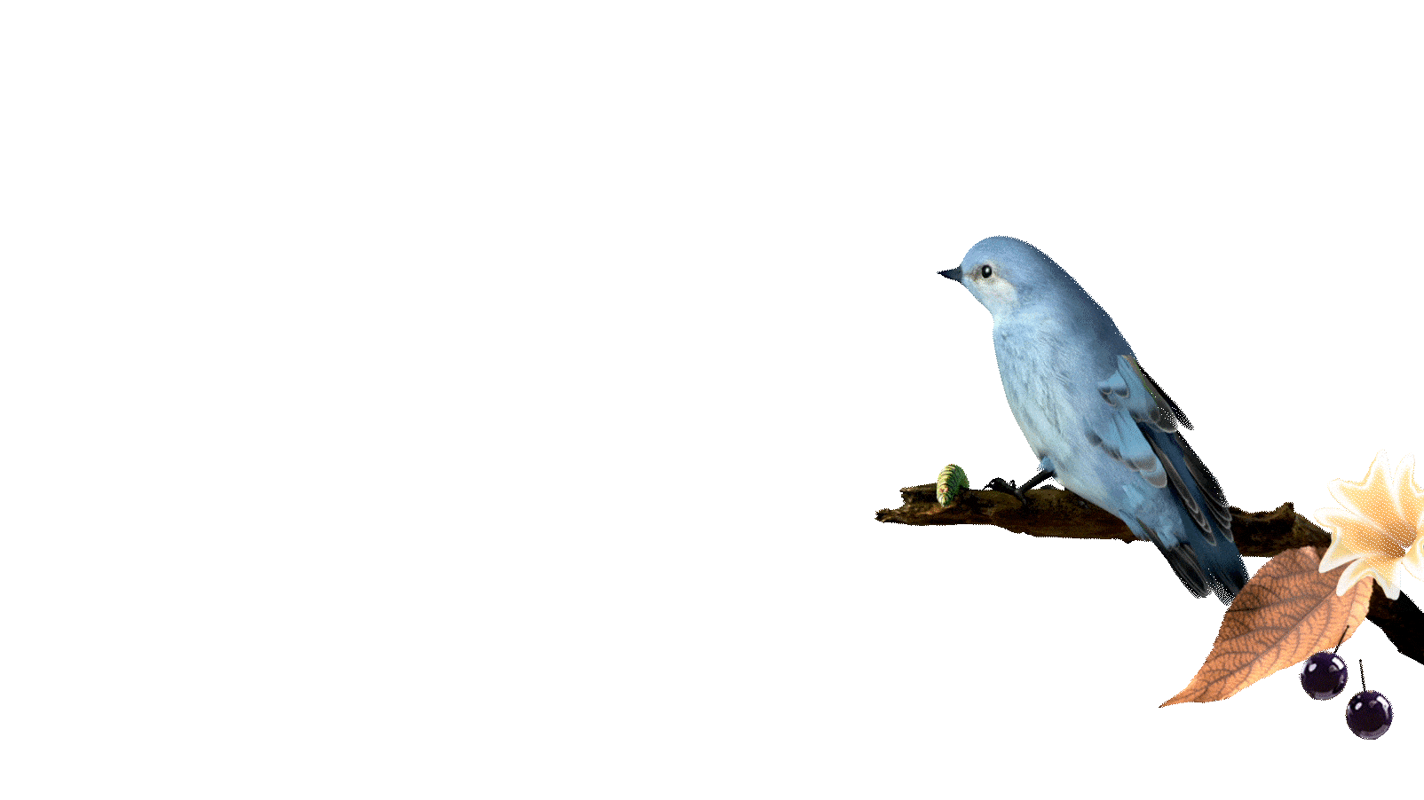 bird Animation