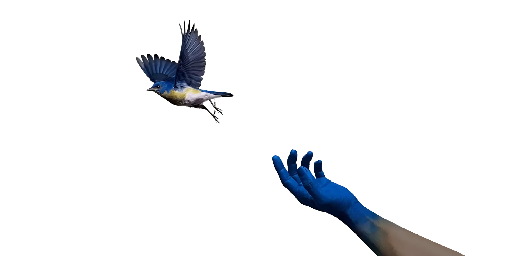 bird in hand image