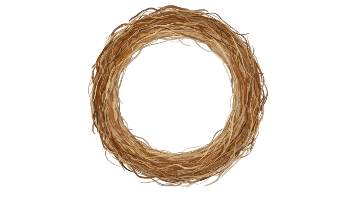 bird nest