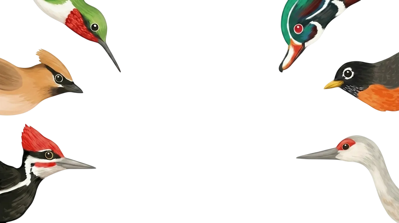 circular bird frame