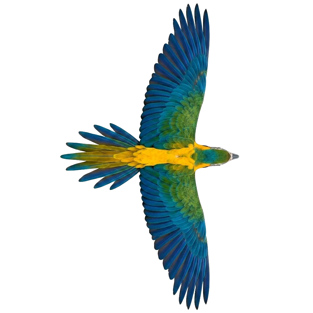 bird flying