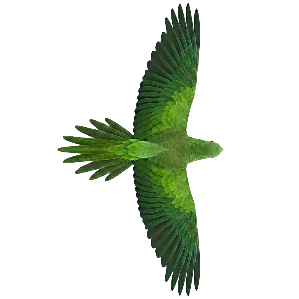 bird flying