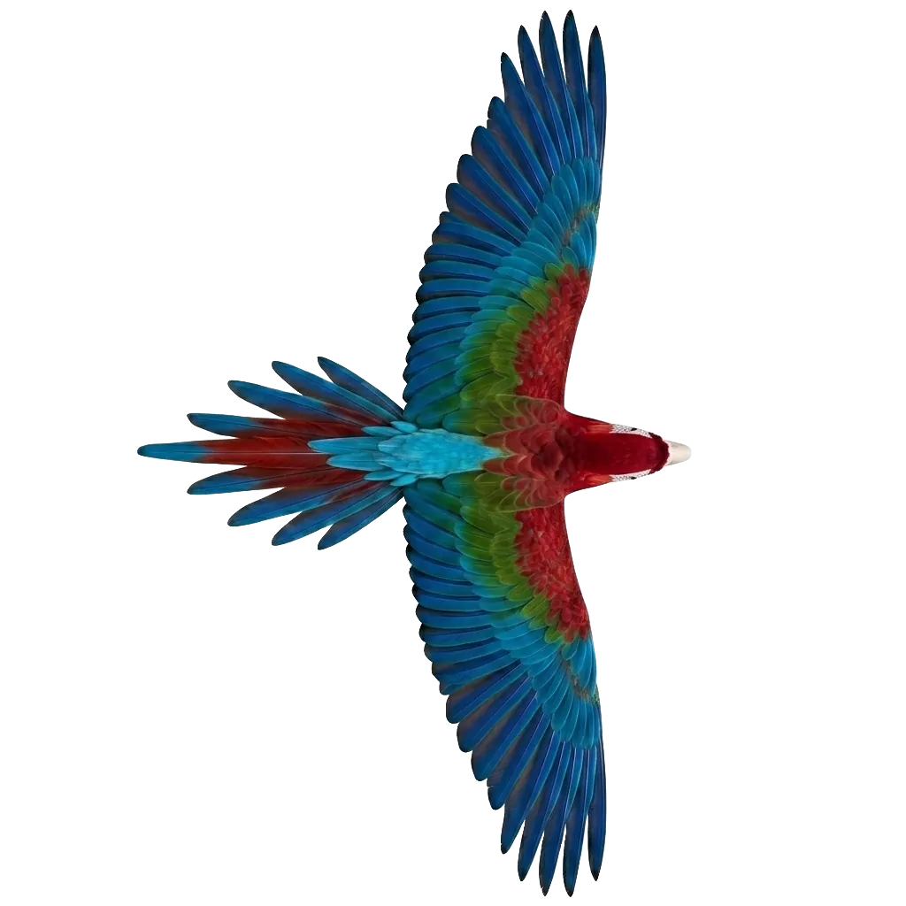 bird flying