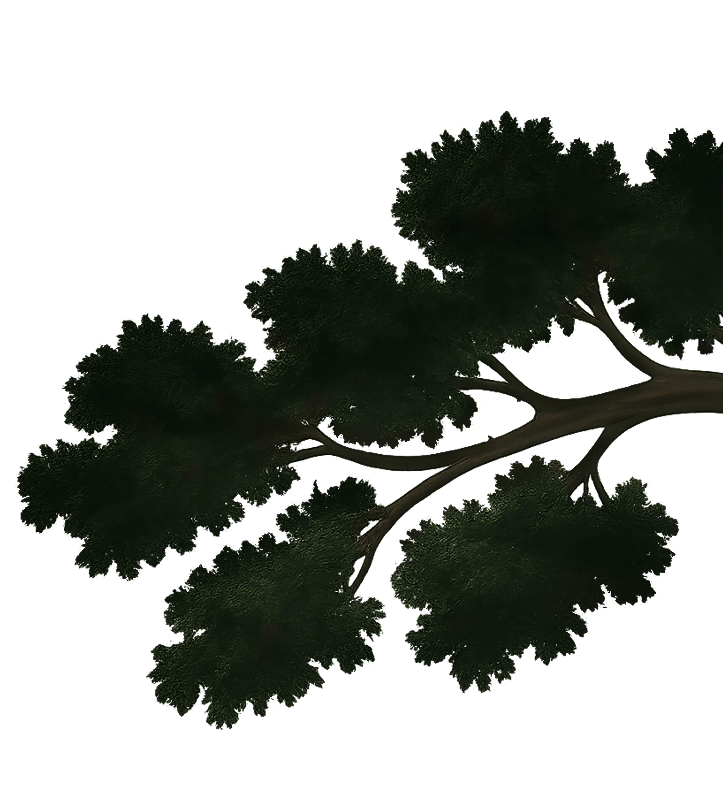right tree